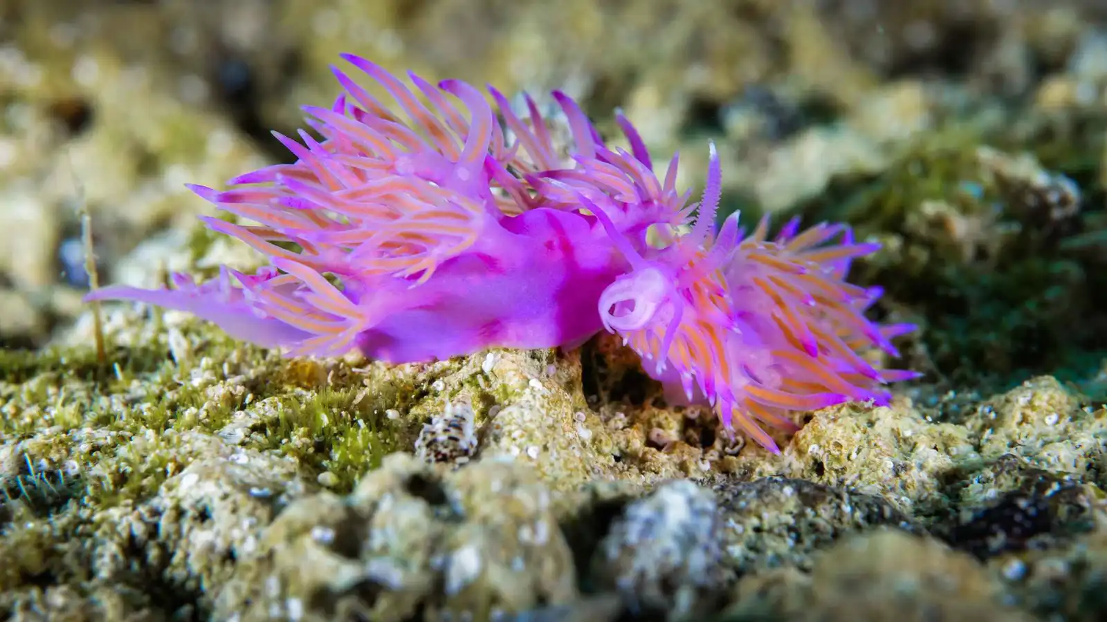 سر ألوان الرخويات البحرية.. بلورات نانوية بدلاً من الصبغات