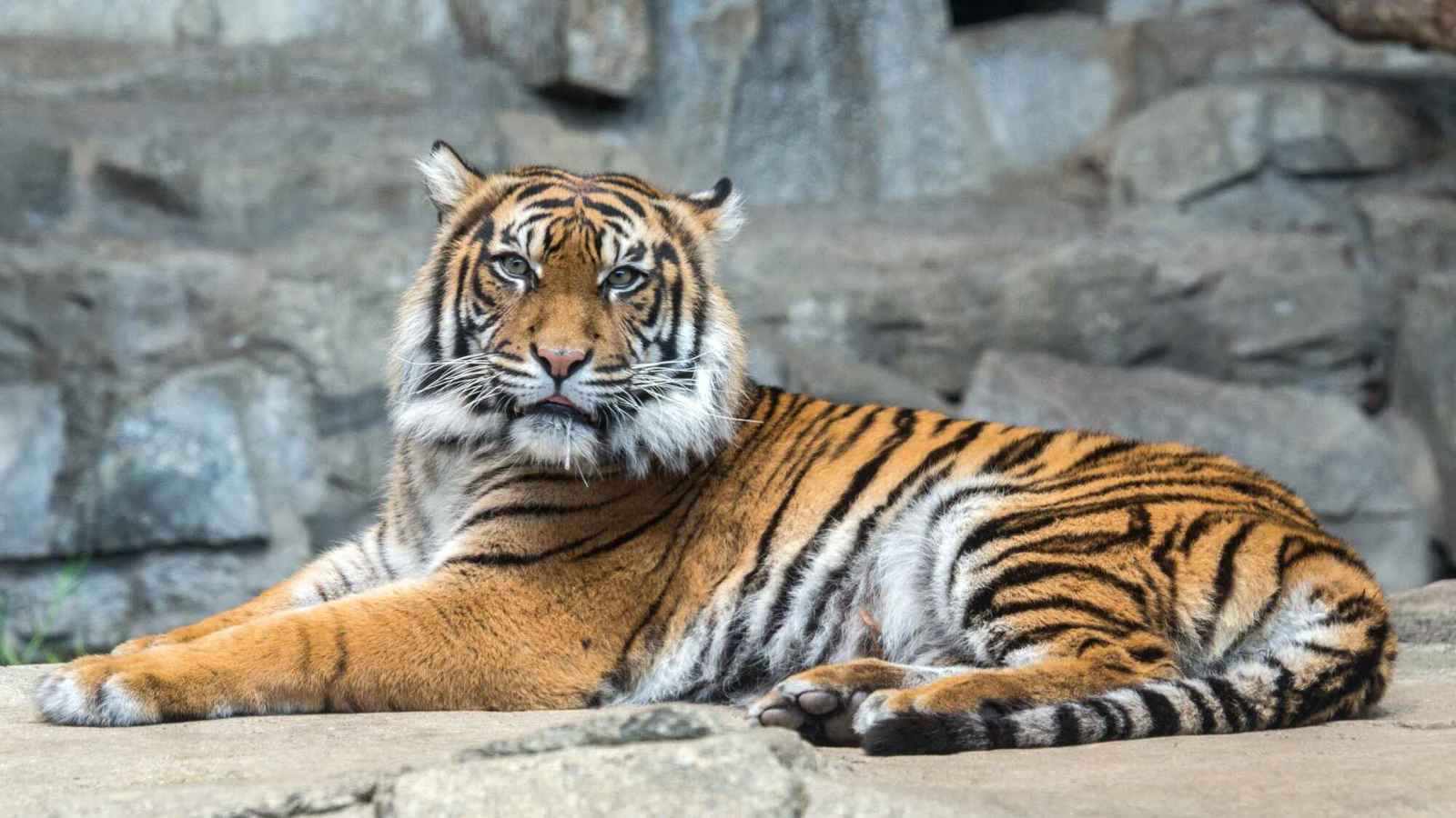 سائح يتعرض لهجوم نمر أثناء التقاط صورة (فيديو)