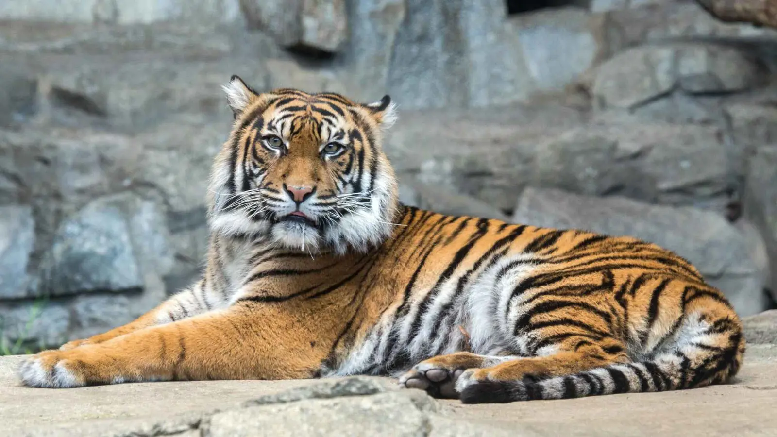 سائح يتعرض لهجوم نمر أثناء التقاط صورة (فيديو)