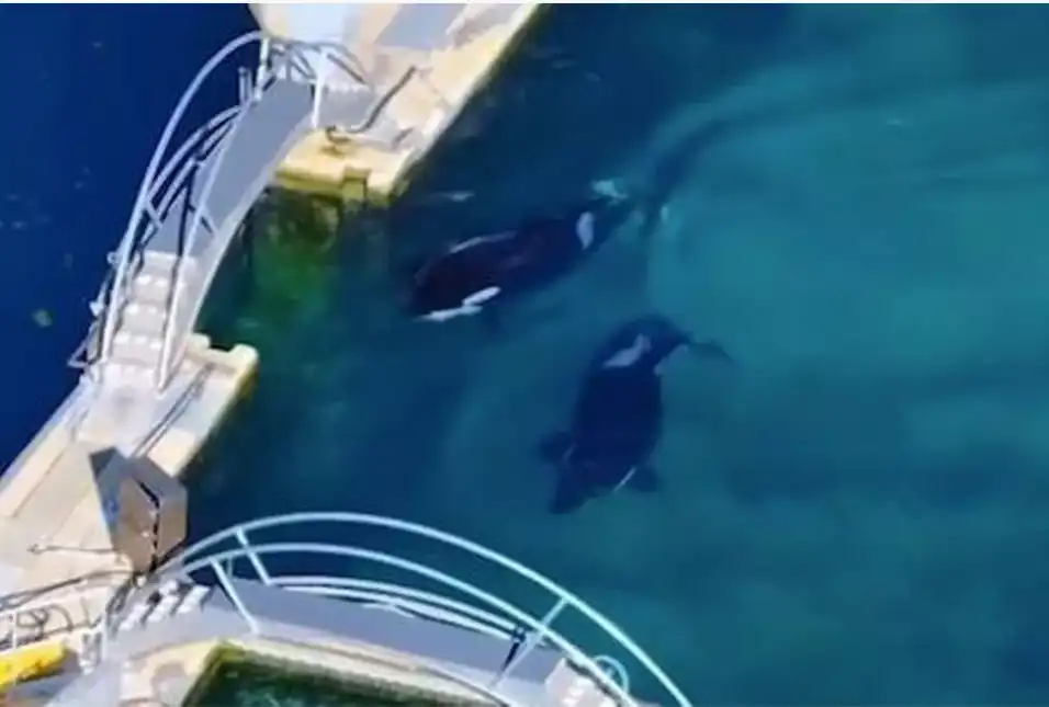 الحيتان ويكي وكايجو