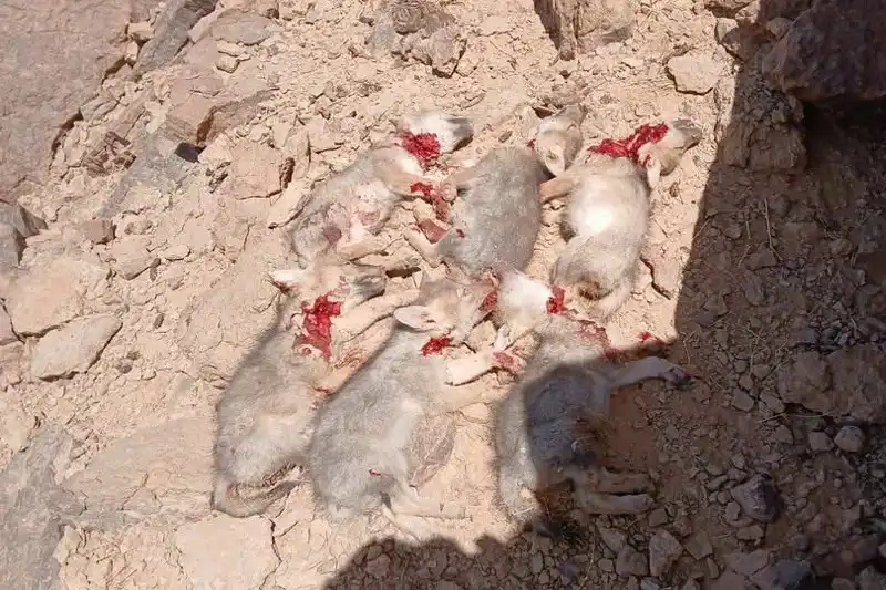 صورة الجراء المذبوحة في المغرب