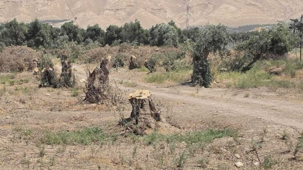 قطع مليون شجرة لشوي الأسماك في العراق (صور)