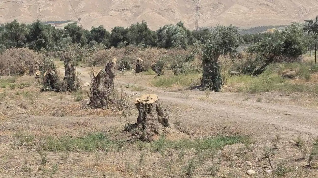 قطع مليون شجرة لشوي الأسماك في العراق (صور)