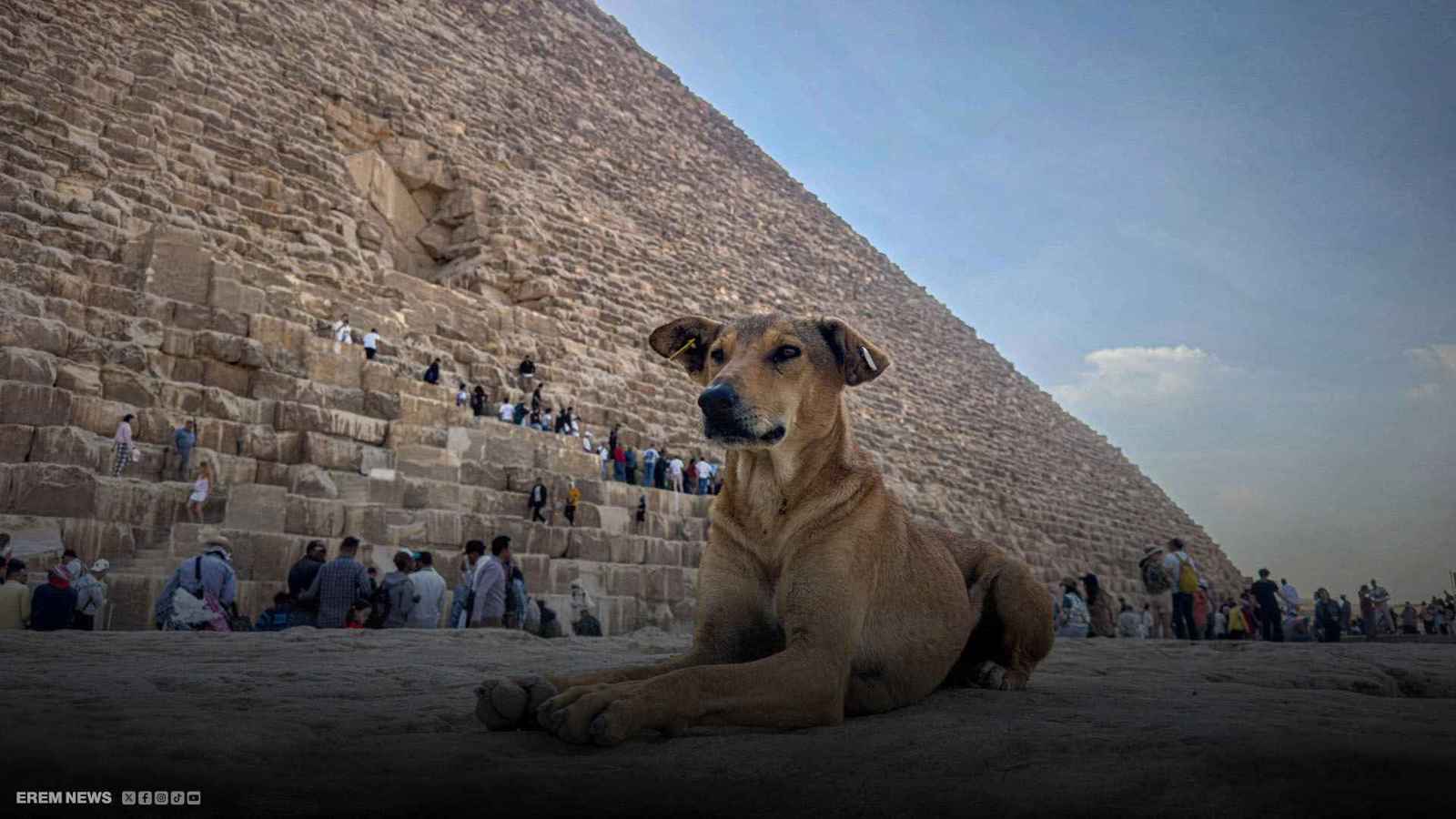 "جرو الأهرامات" يُلهب شغف السياح.. ما قصة أبولو؟