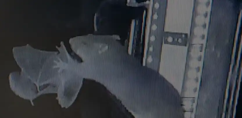 الجرذ وهو يلتقط الخفاش