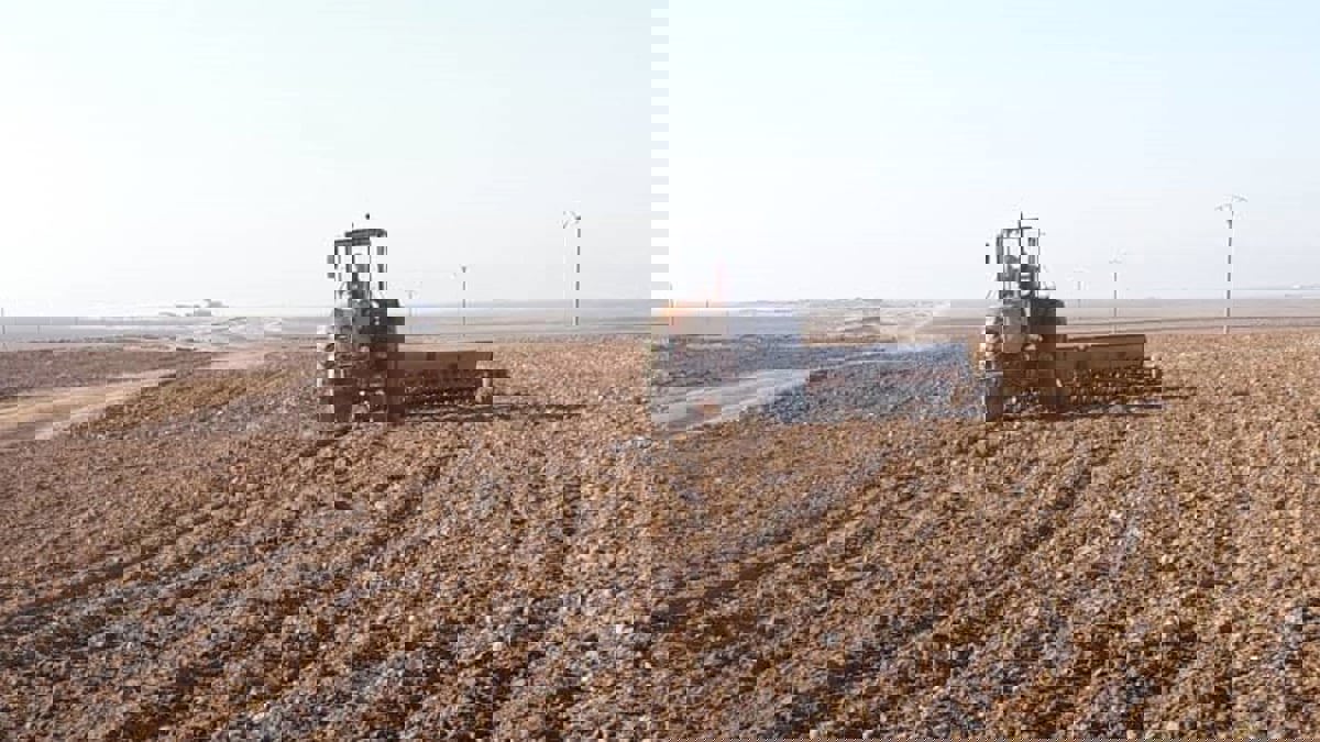 "محصول استراتيجي".. تحديات زراعة الشعير في شمال سوريا‎‎