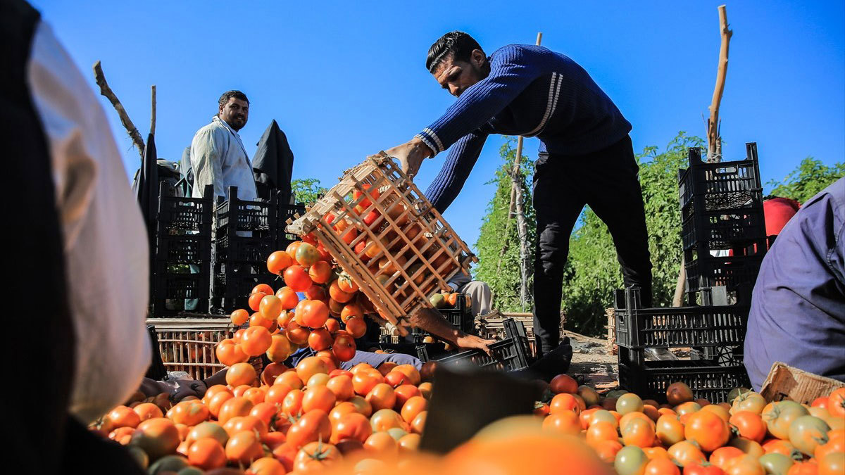 بعد وقف الاستيراد من إيران.. وباء "مجهول" يضرب محصول الطماطم في العراق