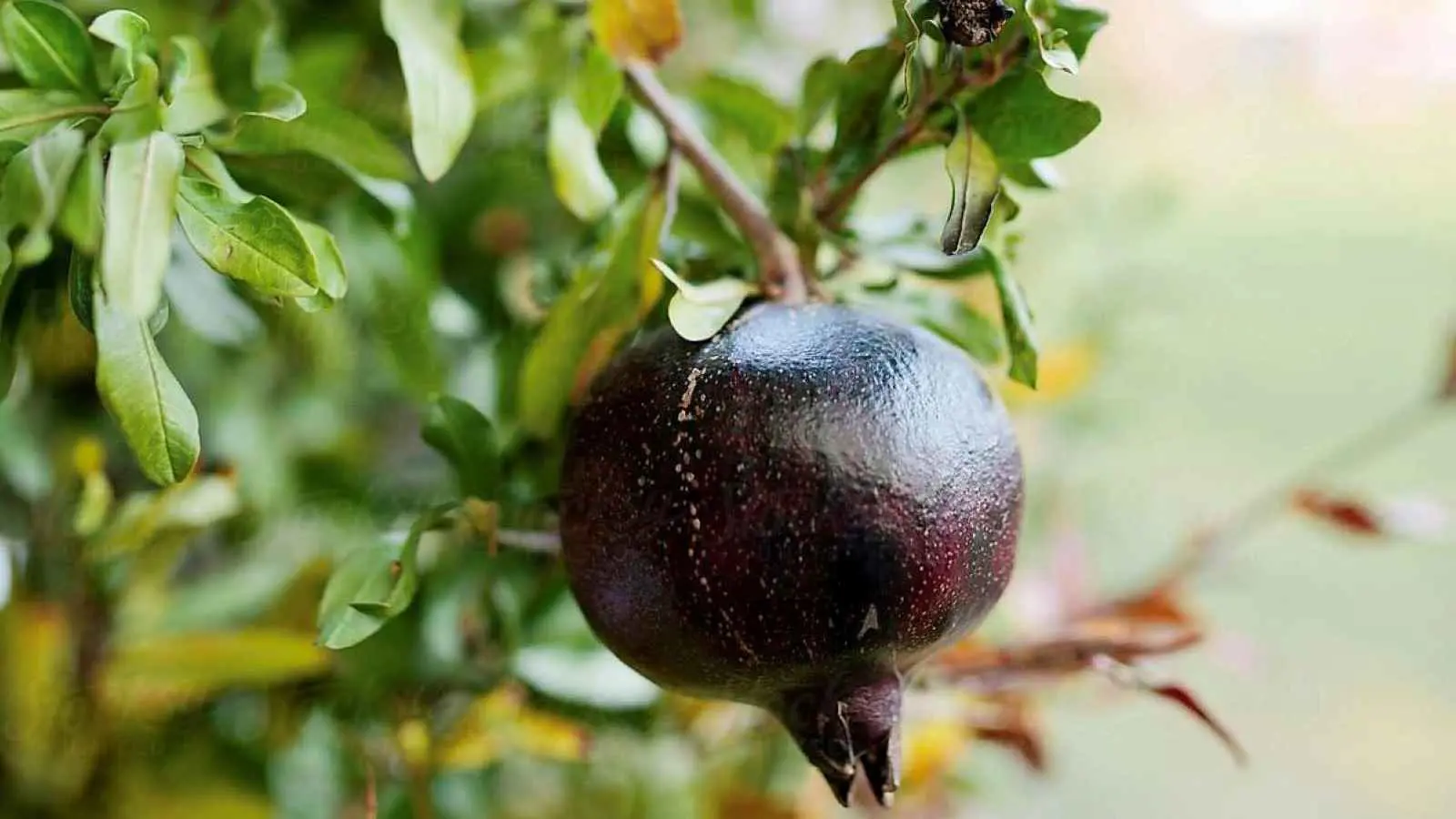 الرمان الأسود.. فاكهة مدينة "مندلي" النادرة (صور)
