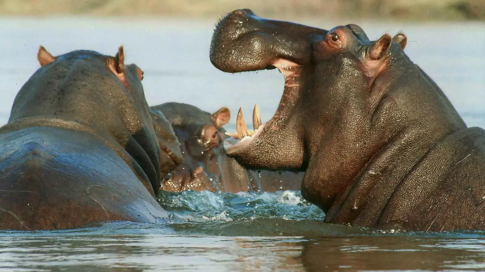 الجمرة الخبيثة تقتل أكثر من 50 فرس نهر في الكونغو (صور)