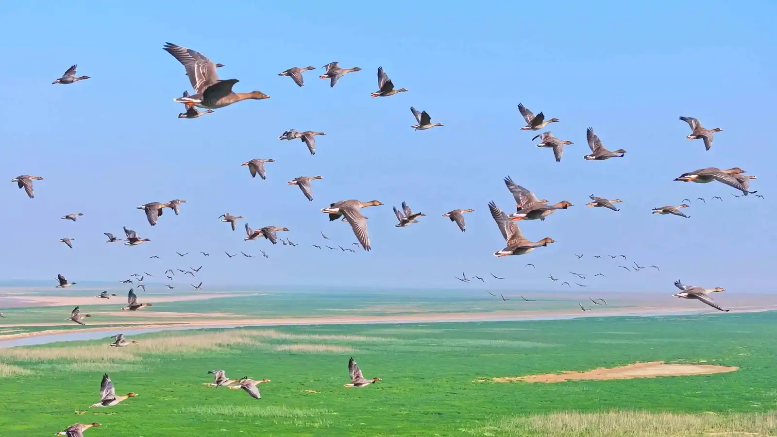 دراسة: ريش الطيور يساعد في تبريد كوكب الأرض