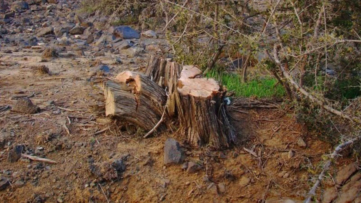 حطّاب كفيف يثير موجة تعاطف واسعة في السعودية (فيديو)