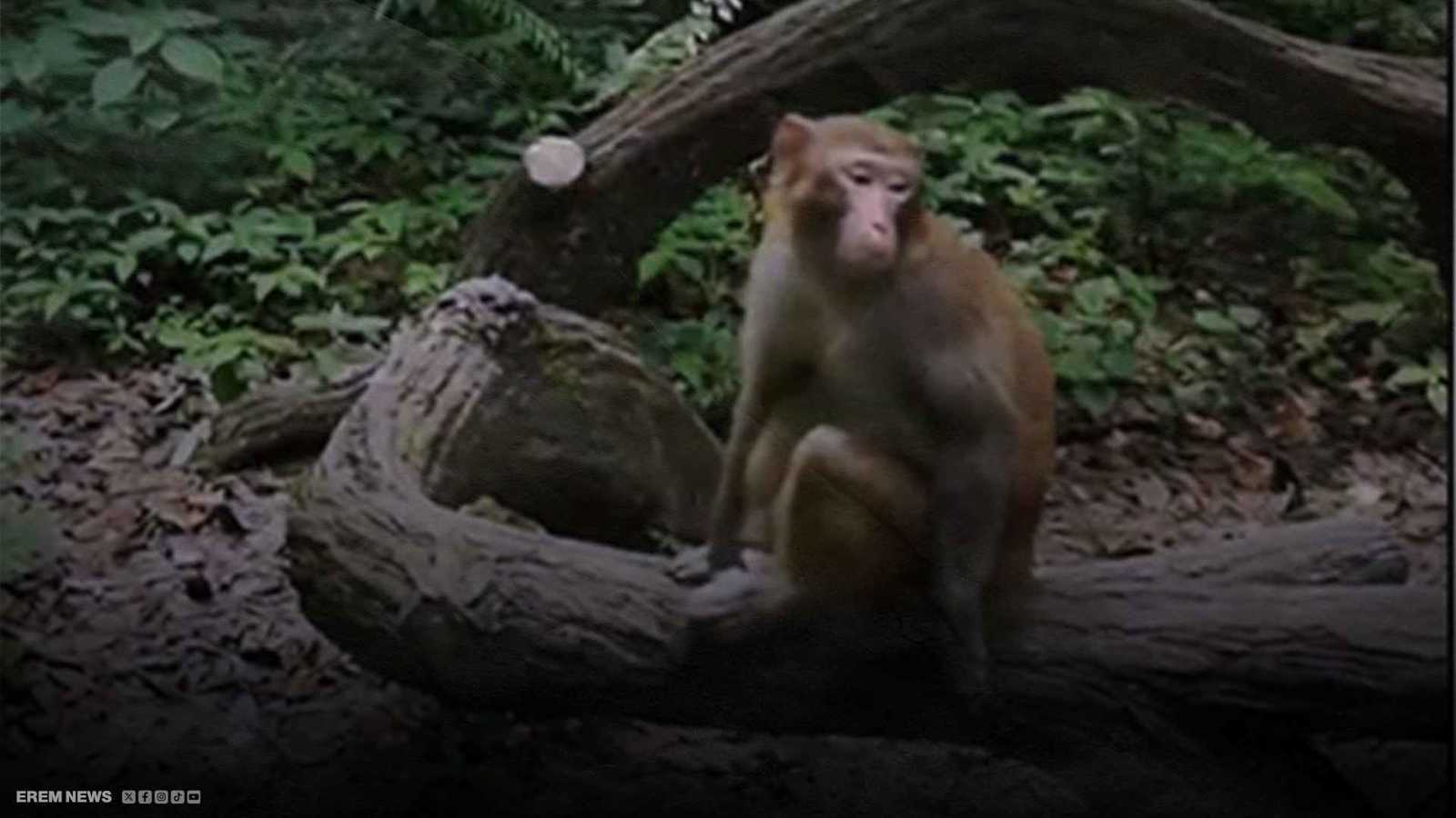 قرد متمرد يروع قرية برازيلية ويتحول إلى مطلوب للشرطة (فيديو إرم)