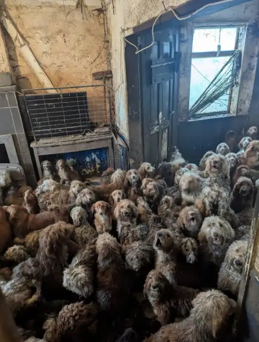 الكلاب داخل المنزل