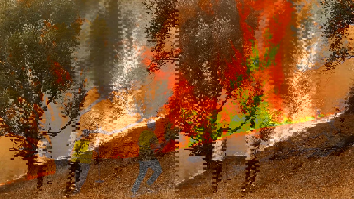 الجزائر.. توقيف 36 متورطًا بقتل شاب اتهم زورًا بإحراق الغابات