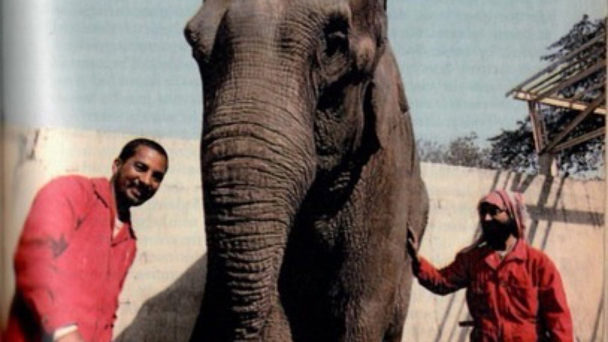 الكويت.. هكذا تمكن الأخوان الحوطي من إنقاذ حديقة الحيوان إبان الغزو العراقي (فيديو)‎