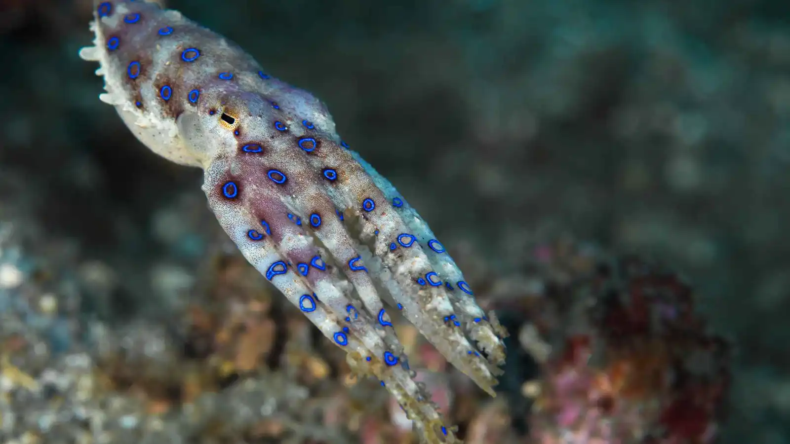 بحجم كفّ اليد ويقتل 26 شخصاً بدقائق.. ما هو؟ (فيديو)