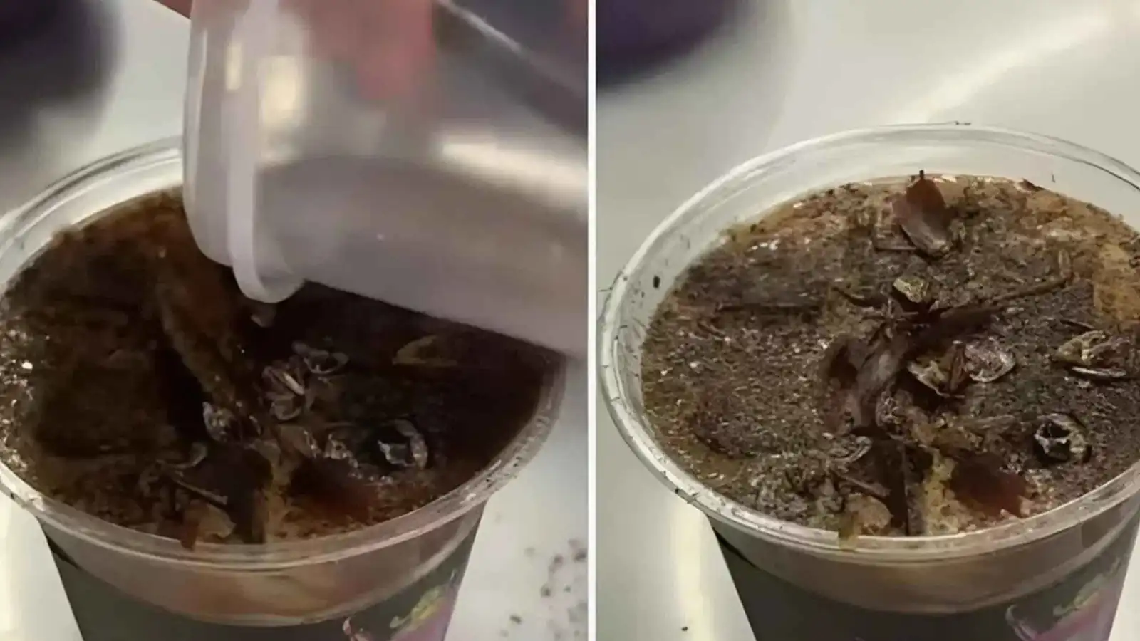 نكهة محروقة.. "قهوة الصراصير" تصنع الحدث بالصين (فيديو إرم)