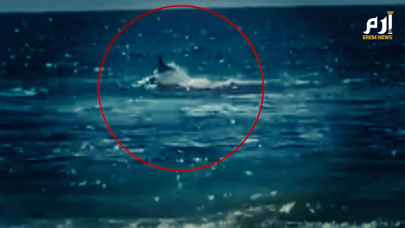 قرش مفترس يهاجم سباحاً إسرائيلياً أمام عدسات الكاميرا