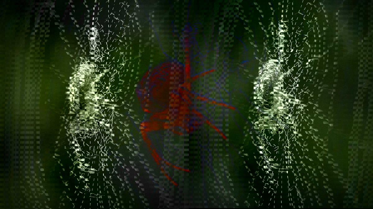 تطوير تقنية ميكروفون مستوحاة من حرير العنكبوت 