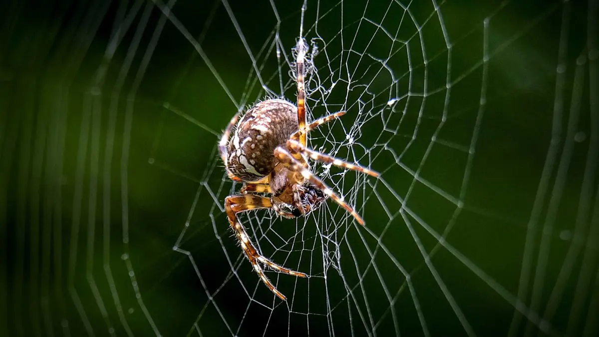 تطوير تقنية ميكروفون مستوحاة من حرير العنكبوت 
