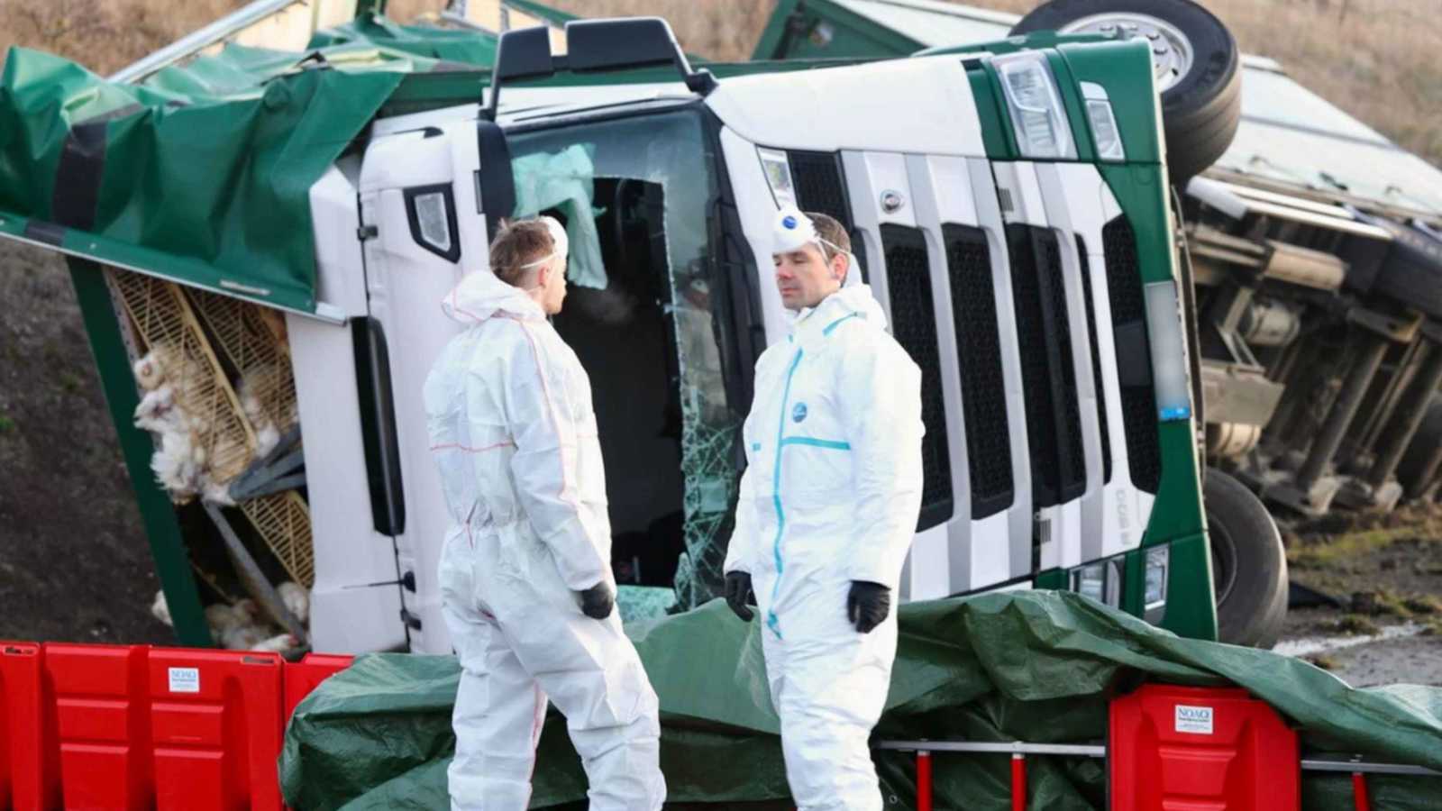 بعد انقلاب شاحنة.. آلاف الدجاجات تغلق شارعاً في ألمانيا