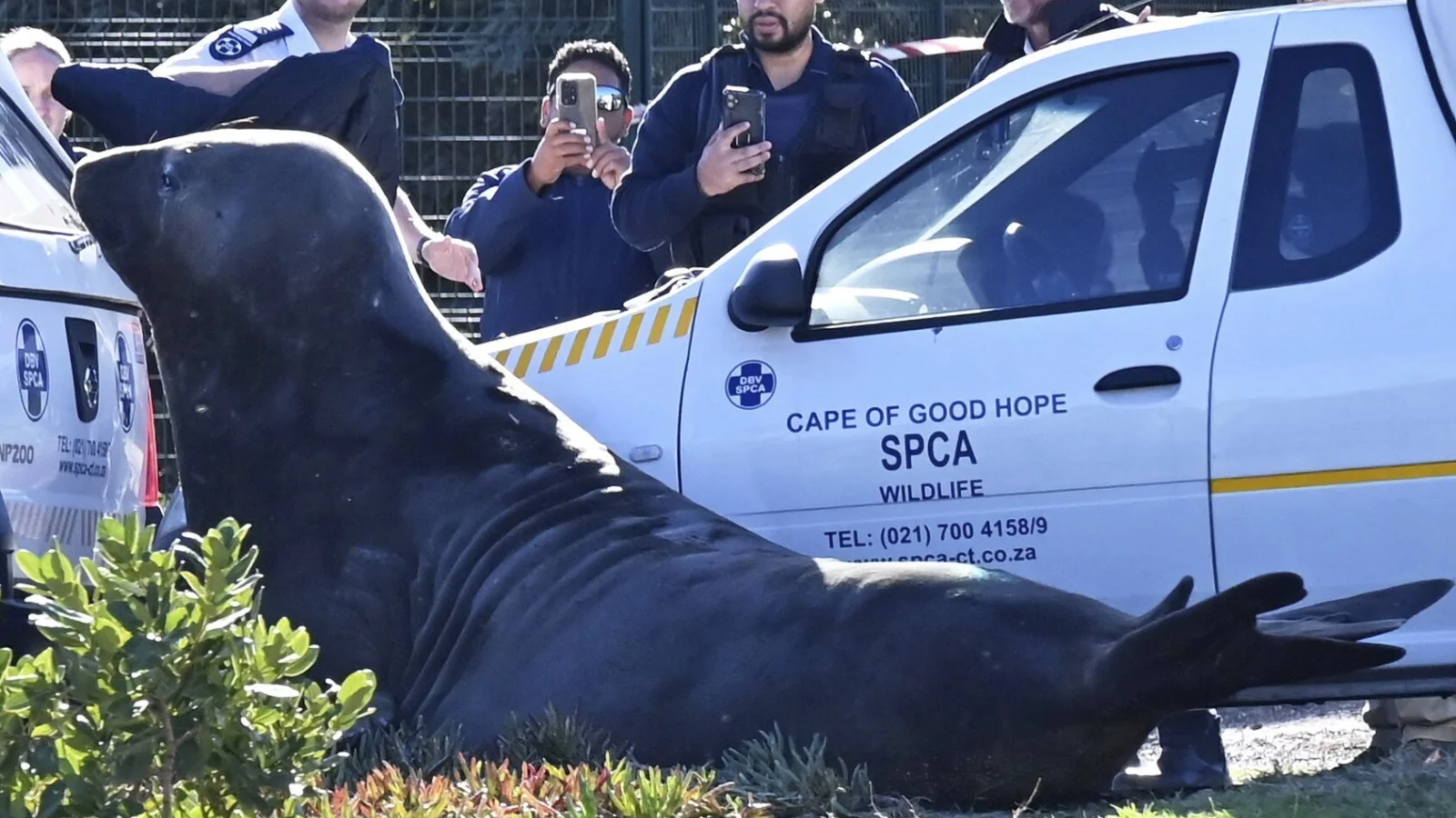 بمشهد غير مألوف.. فقمة بوزن طنين تتجول في الشارع (فيديو)