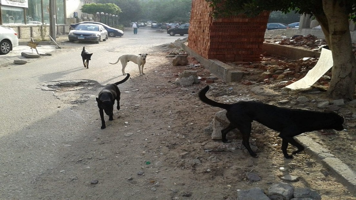 محكمة مصرية ترفض إلزام الحكومة بوقف قتل الكلاب والقطط