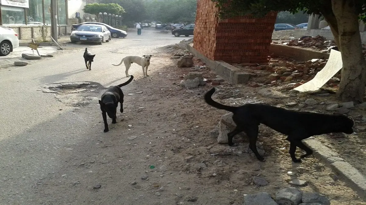 محكمة مصرية ترفض إلزام الحكومة بوقف قتل الكلاب والقطط