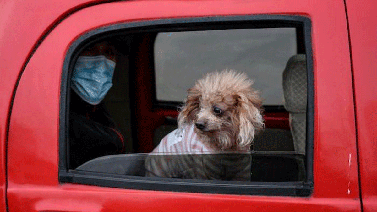 تداعيات "كورونا".. 50 ألف حيوان أليف مهدد بالموت جوعا في ووهان الصينية