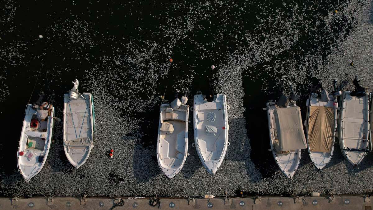 كارثة بيئية.. مشهد "مخيف" لنفوق آلاف الأسماك في اليونان (صور)