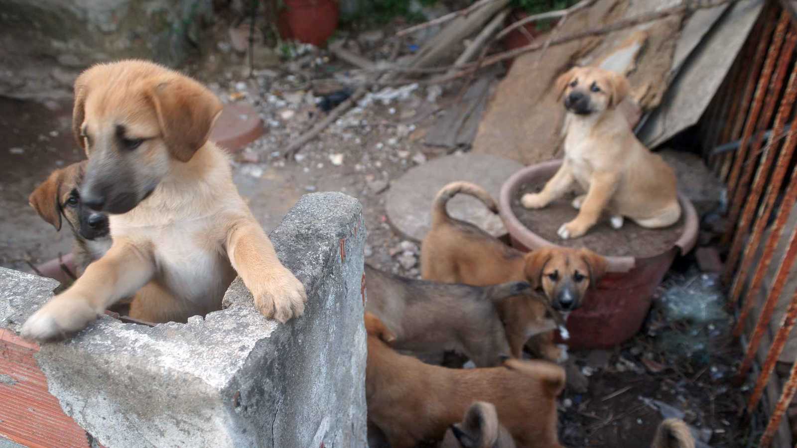 العراق.. عضة كلب لمسؤول بارز تثير الذعر في السليمانية