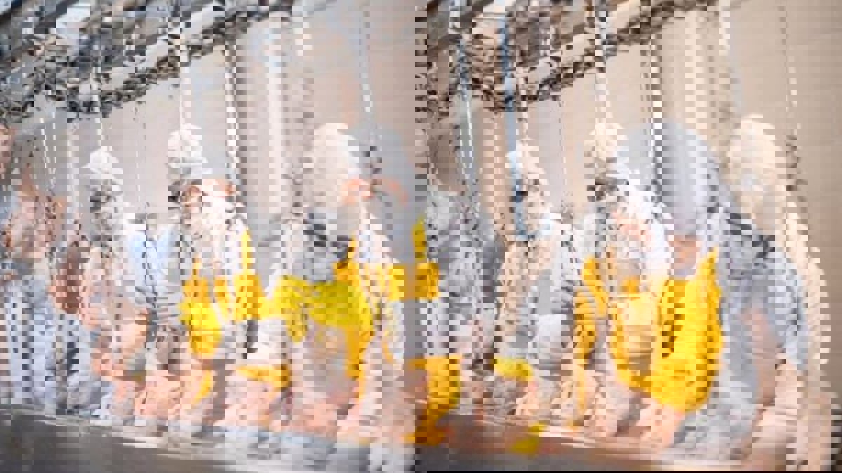 كورونا ينتشر في مصانع اللحوم والمسالخ في أوروبا