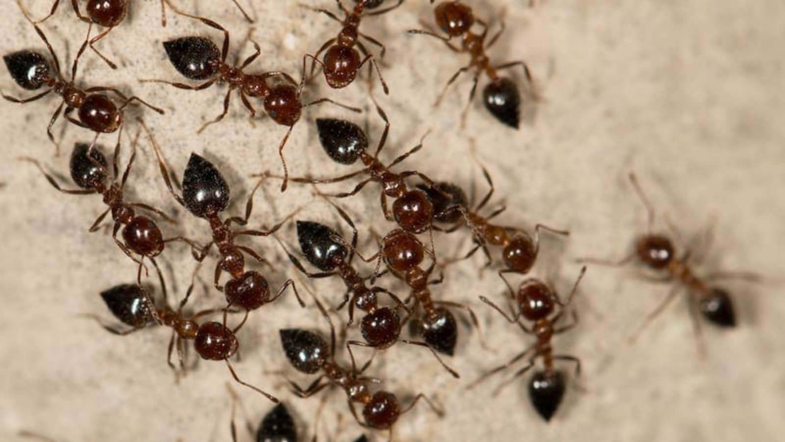 الكشف عن نوع من النمل عاش قبل 113 مليون سنة