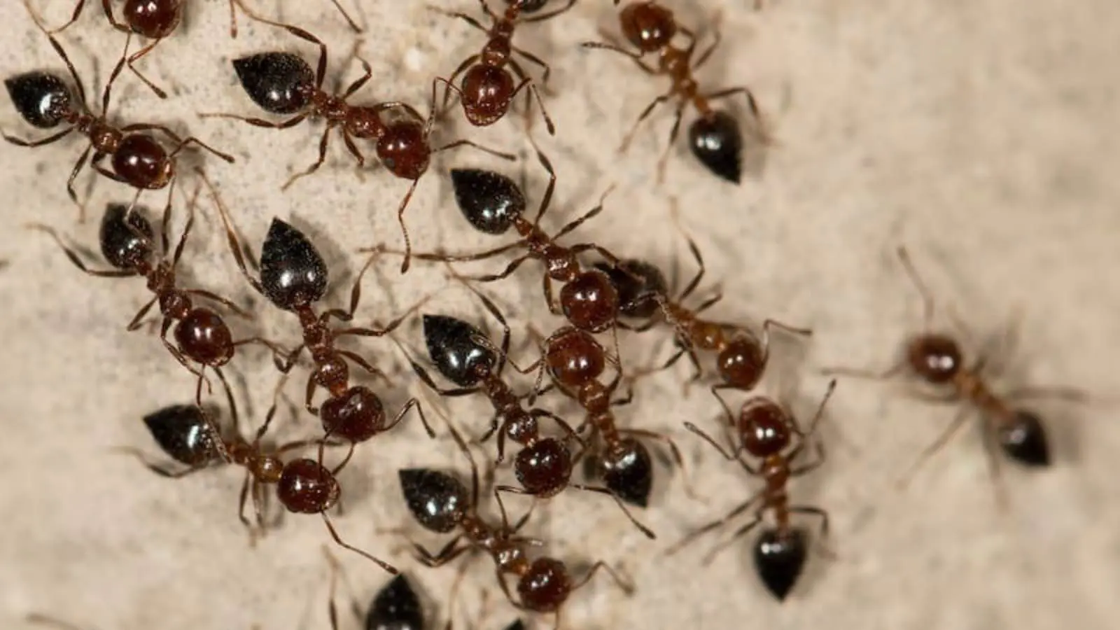 الكشف عن نوع من النمل عاش قبل 113 مليون سنة