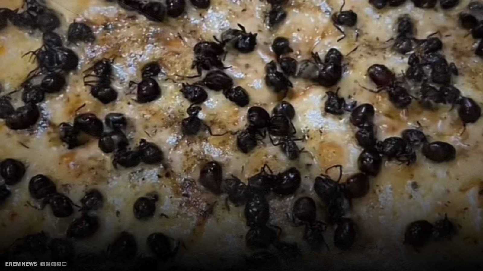 "بيتزا النمل".. أغلى وجبة برازيلية تثير صدمة وفضول العالم (فيديو إرم)
