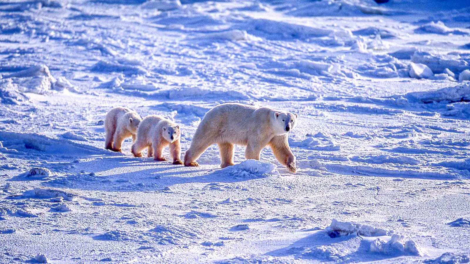 أنثى دب قطبي تتبنّى شبلًا غريبا عن نسلها.. والعلماء في حالة ذهول