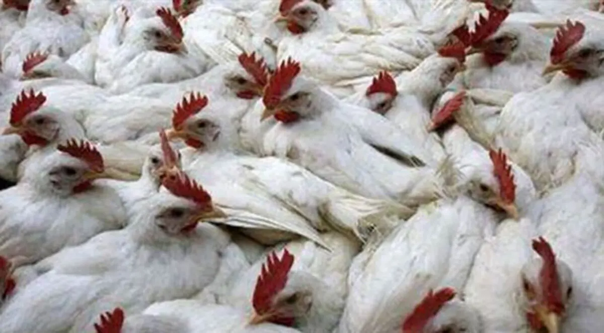 إعدام 3 آلاف دجاجة في غزة بسبب إنفلونزا الطيور
