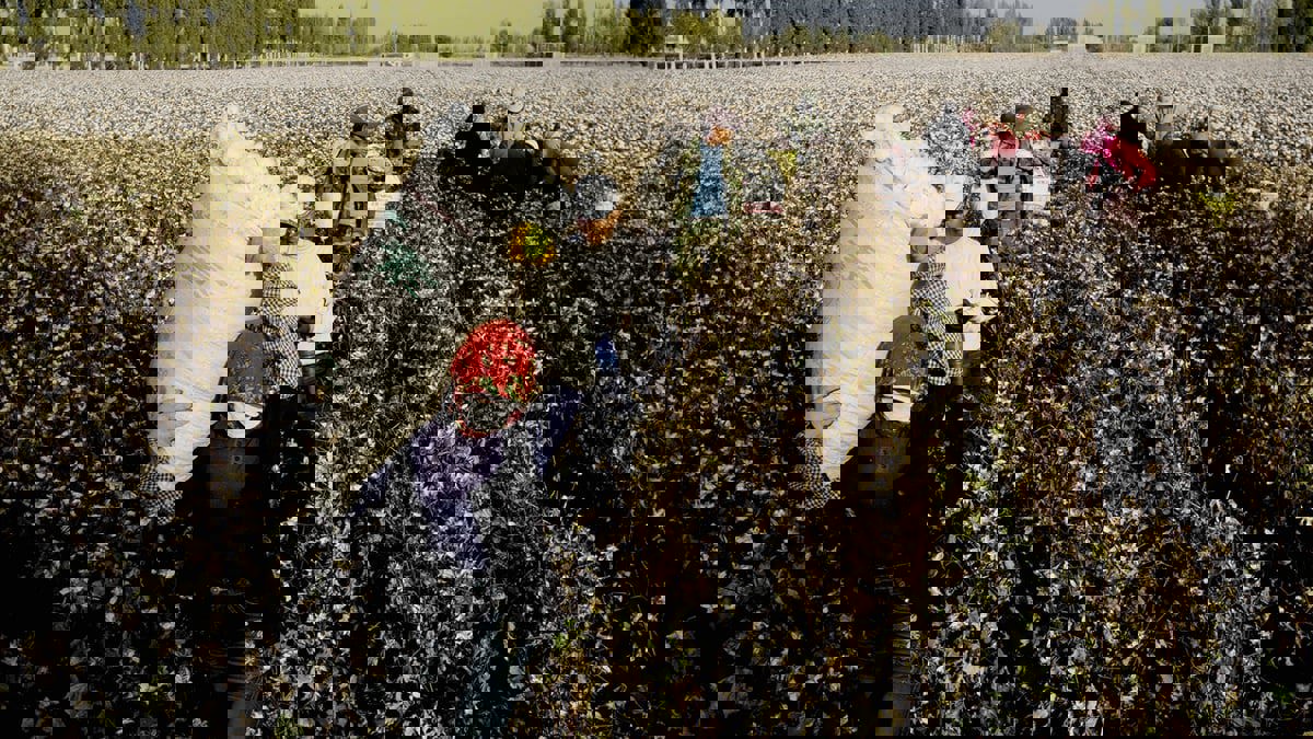 الأمم المتحدة تحذر من "الاسترقاق" في شينجيانغ الصينية