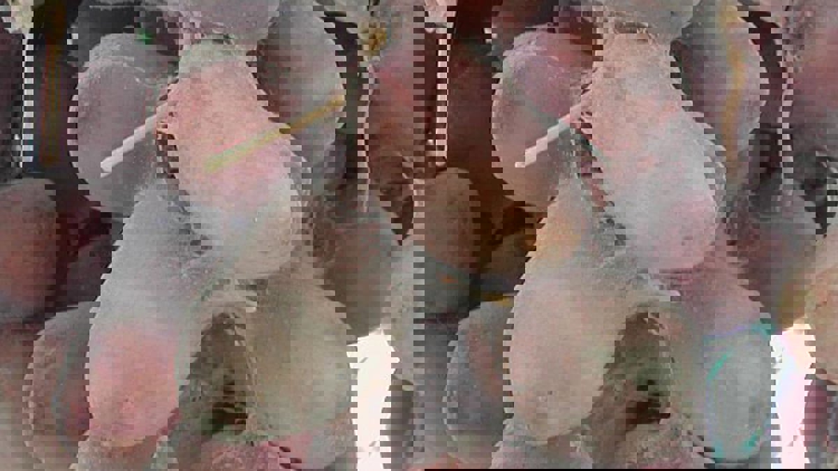 "عنكبوت الغبار"... آفة تهدد محاصيل التمور التونسية