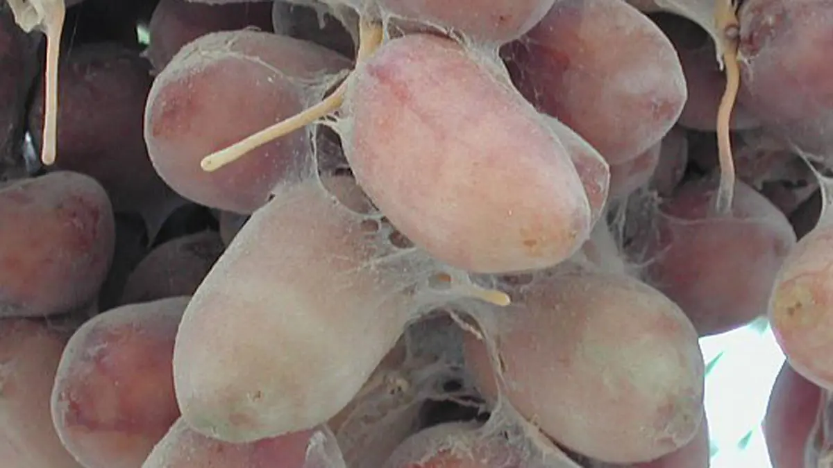 "عنكبوت الغبار"... آفة تهدد محاصيل التمور التونسية