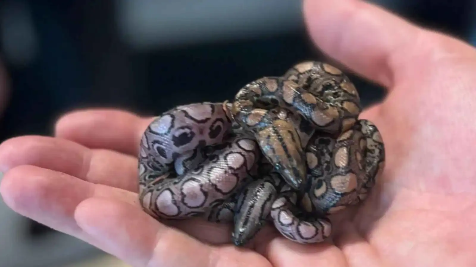 معجزة بيولوجية.. الأفعى "رونالدو" تضع صغاراً دون تزاوج