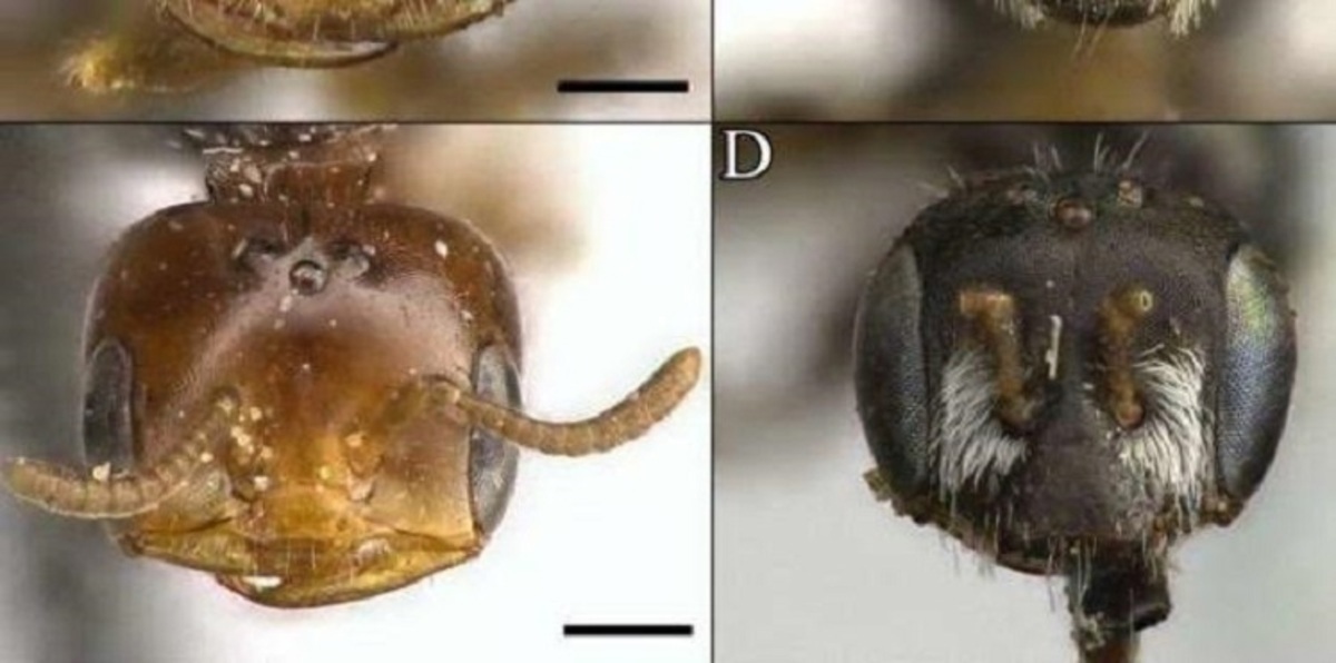 دراسة: تشابه الجينات بين النمل ونوعين من النحل