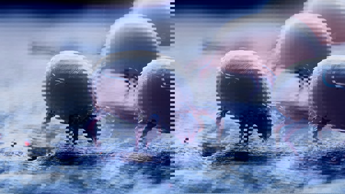 5 أعراض صحية تنذر بتكاثر عث الغبار في فراشك