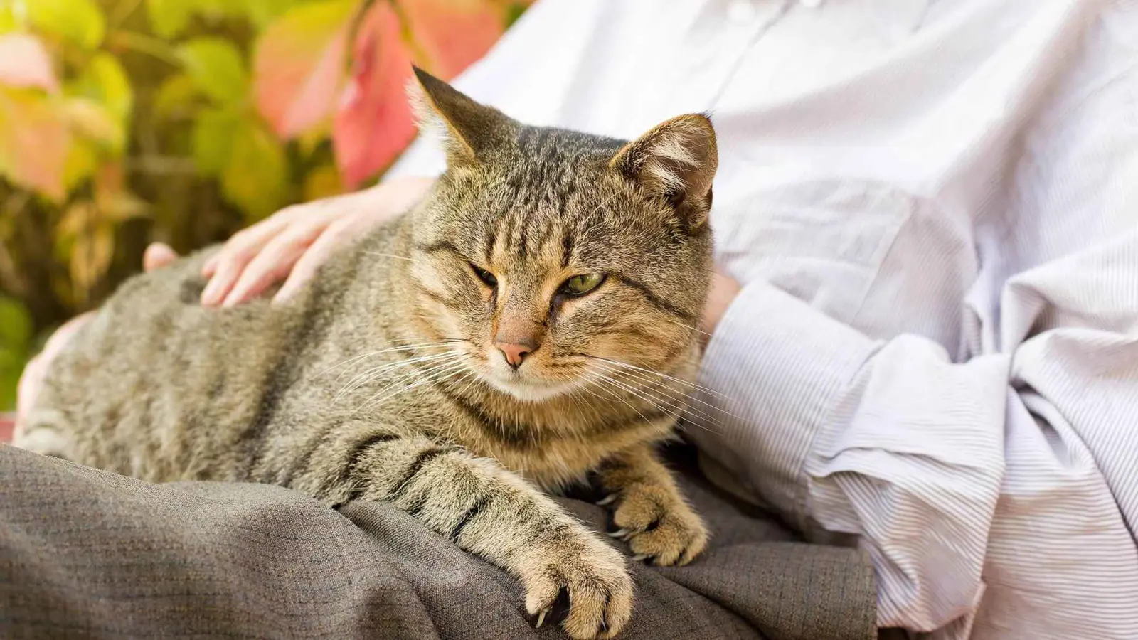 الخوف المفرط لدى قطتك قد يكشف عن مرض خفي