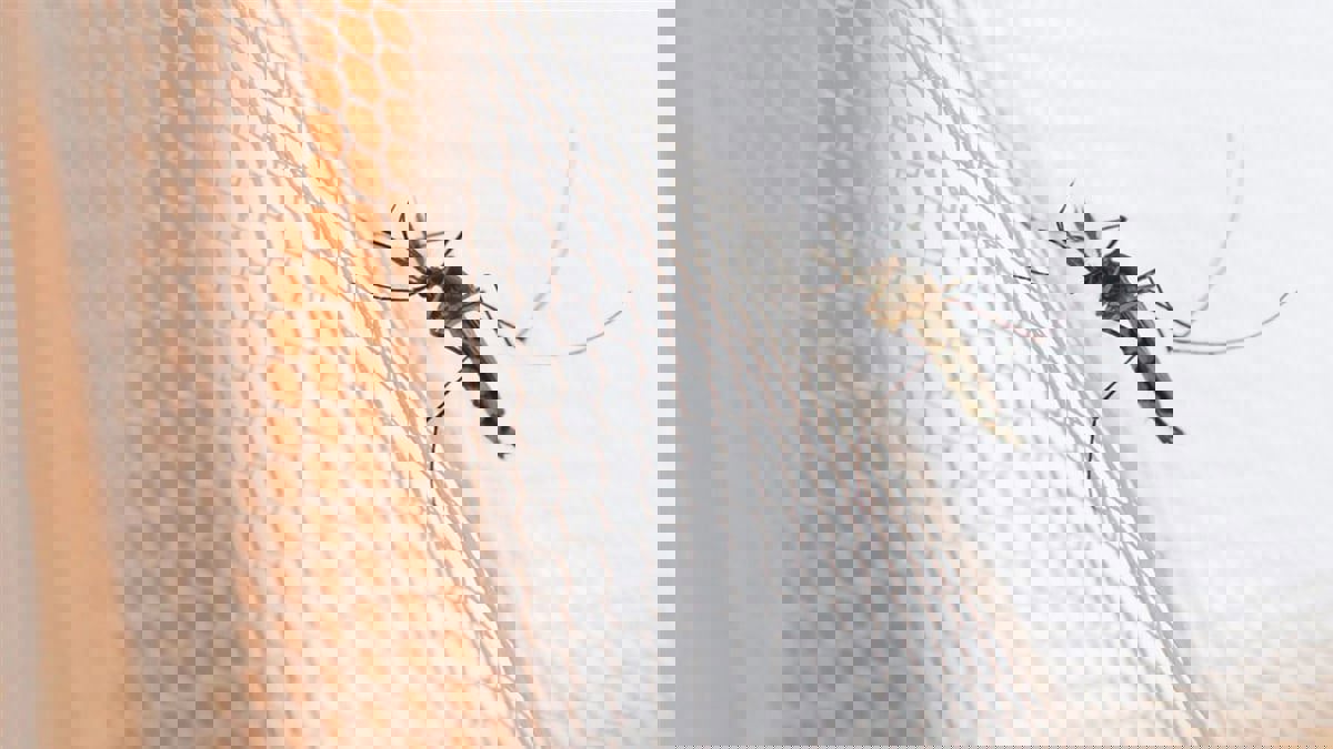 باحثون أمريكيون يبتكرون قماشا يقي من لدغات البعوض الناقلة للأمراض