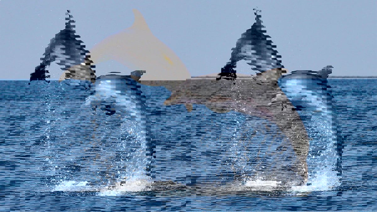 في حالة نادرة.. رصد دولفين بإصبع للمرة الأولى