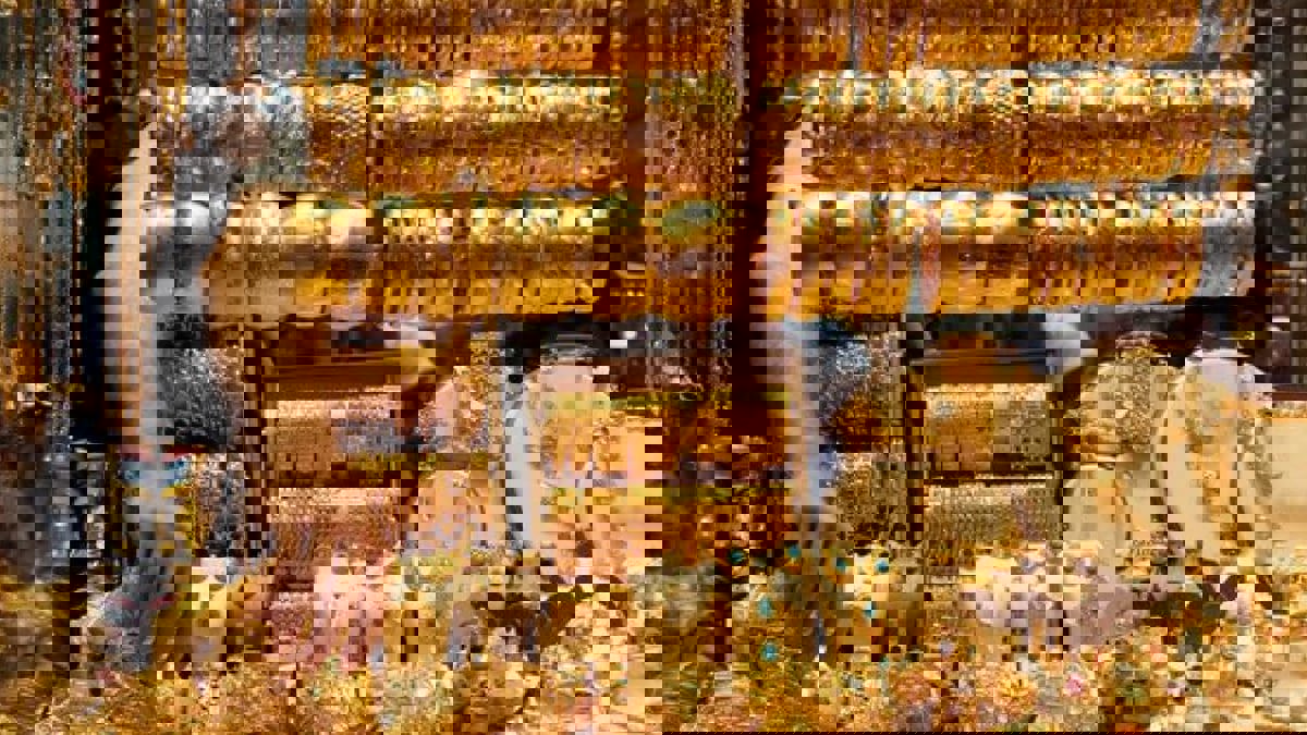 ارتفاع أسعار الذهب في تعاملات متقلبة مع تراجع الدولار