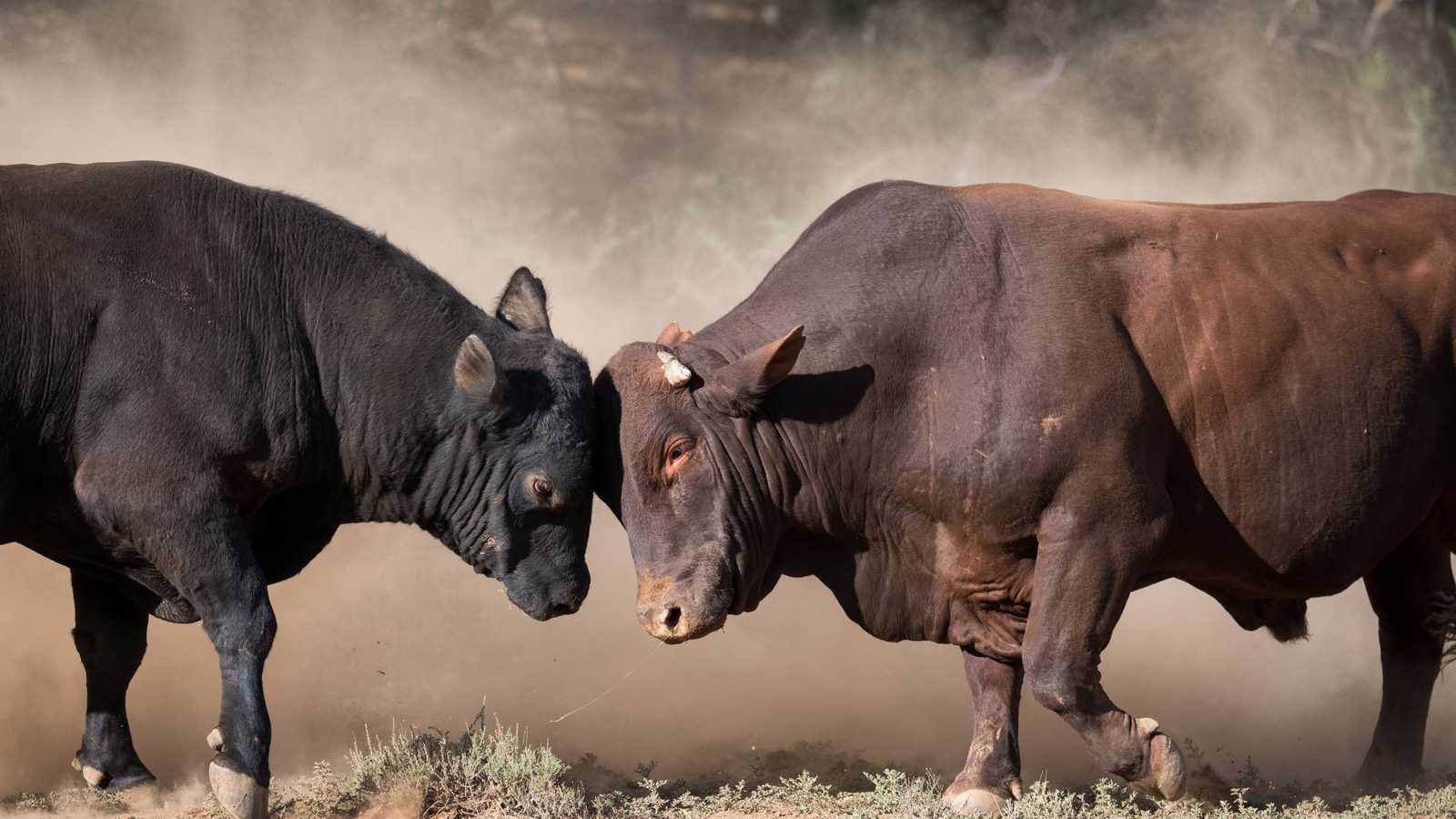 صراع ثورين في شوارع دلهي يوقف المرور ويذهل المارة (فيديو)