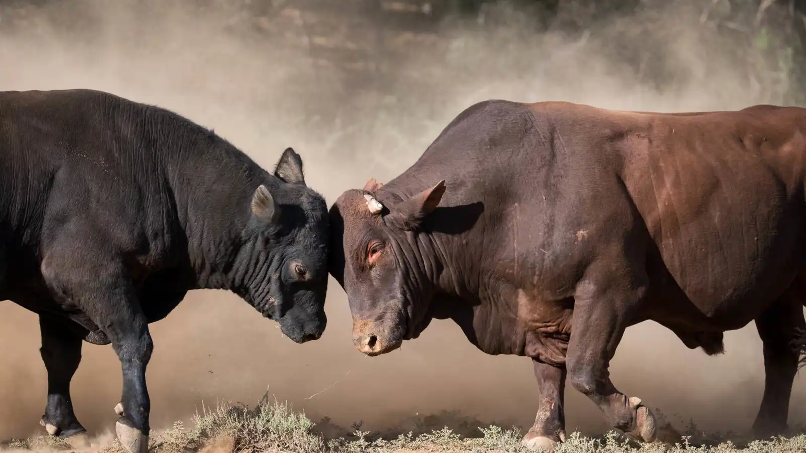 صراع ثورين في شوارع دلهي يوقف المرور ويذهل المارة (فيديو)