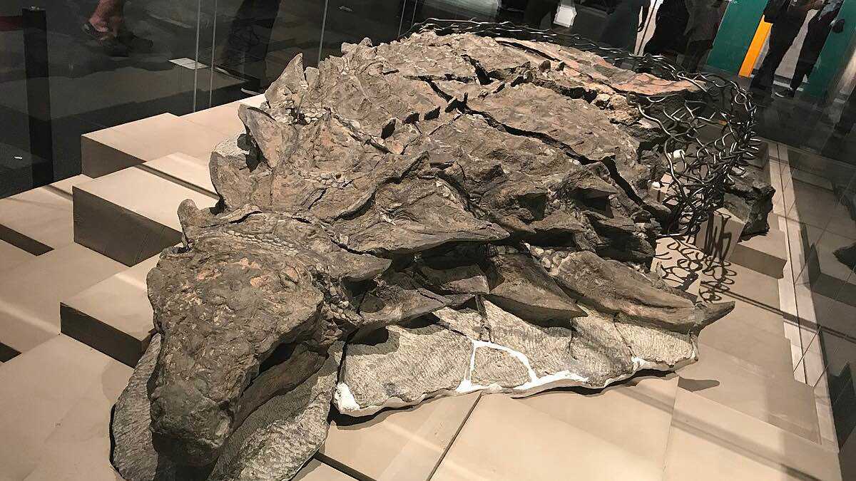 اكتشاف مومياء ديناصور نادرة عمرها 110 ملايين عام (صور)